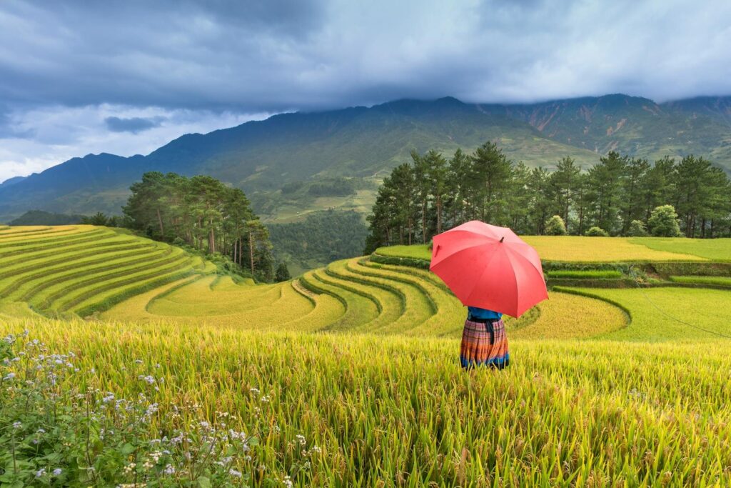 Kinh nghiệm trekking Sapa mùa lúa chín tháng 9